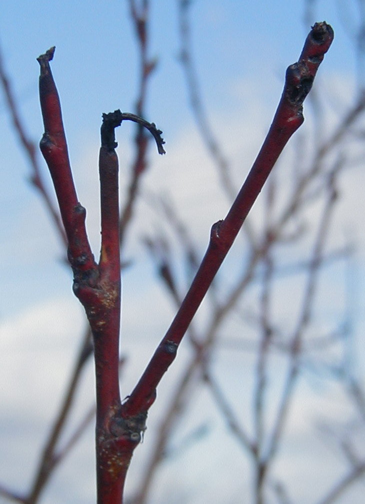 Peach twigs with OFM damage